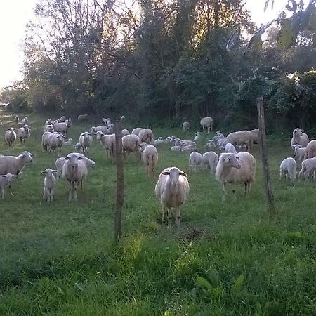 Casale Del Tiglio Cerveteri Exterior foto
