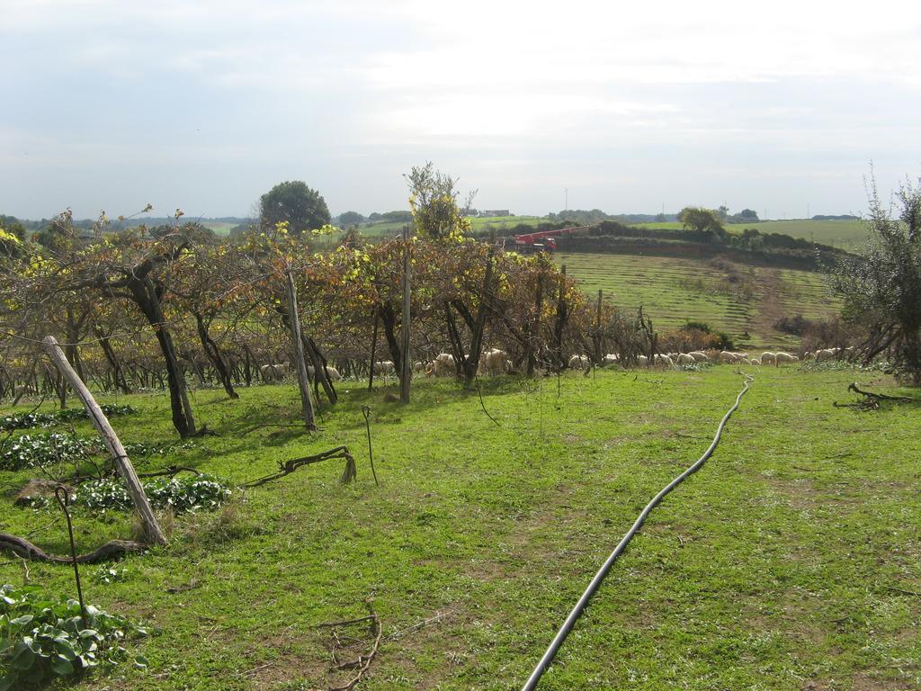 Casale Del Tiglio Cerveteri Exterior foto