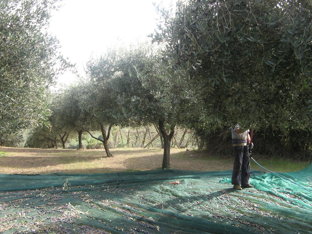 Casale Del Tiglio Cerveteri Exterior foto